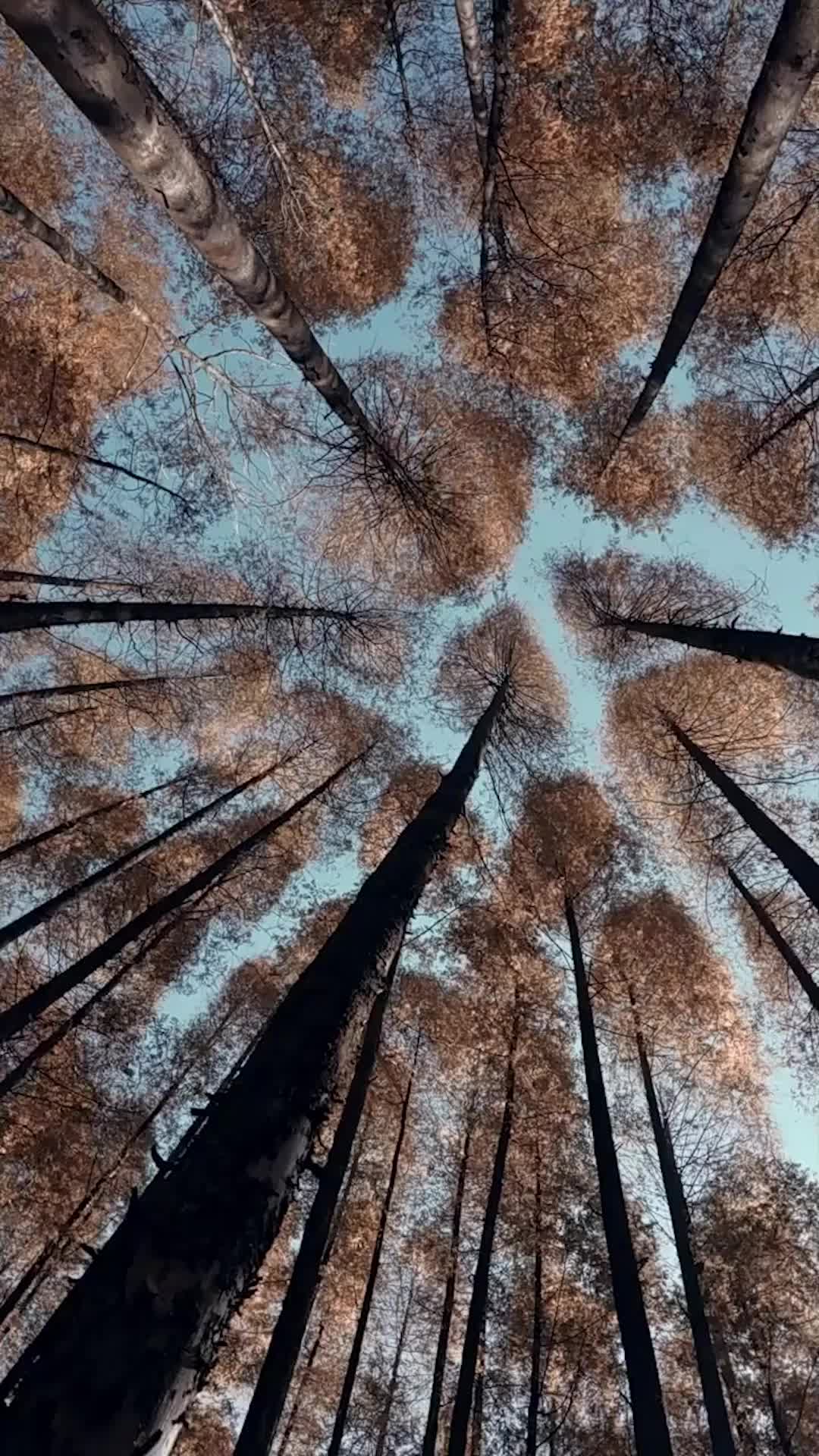 Episódio 12 - O Pai dos Gêmeos é um Príncipe